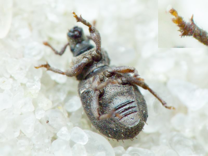 Trachyphloeus spinimanus Germar, 1824